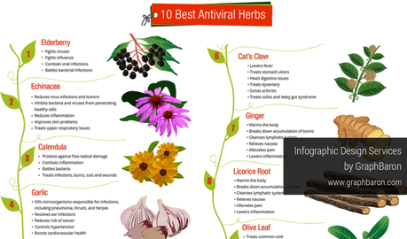 Top 10 Best Antiviral Herbs Infographic Design, Health Benefits Infographic Design Services, Infographic Designers Delhi, Infographic Designers Delhi India