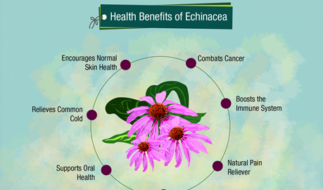 Health Benefits of Echinacea Infographic Design, Health Benefits Infographic Design Services, Infographic Designers Delhi, Infographic Designers Delhi India